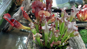 Ve sklenících na Floře dnes začala výstava masožravých květin