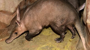 Hrabáčovi, narozenému na jaře v olomoucké zoo, se daří dobře