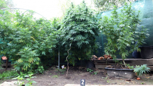 Policisté na Šumpersku sklidili úrodu marihuany