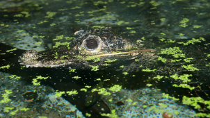 V olomoucké zoo přivítali malé krokodýly, podívejte se na ně