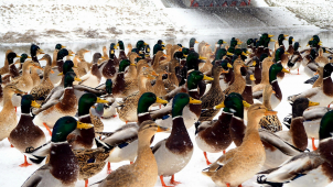 Vodní ptáci zamířili do městských hnízdišť za potravou