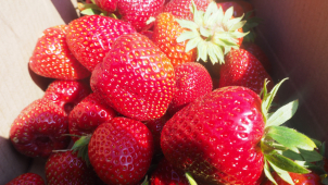 Samosběr jahod ve Slavoníně začal. Takto to na místě vypadá