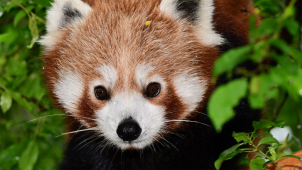 Panda červená utekla z výběhu v zoo, zasahovali zde i hasiči