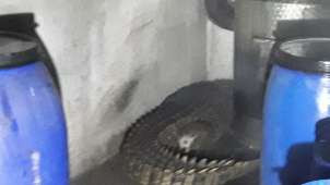 Kuriózní zásahy hasičů? Panda na stromě i krokodýl u požáru