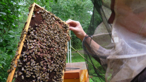 Sršeň asijská včelařům způsobuje velké ztráty