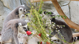 Lemuři v olomoucké zoo si užili velikonoce