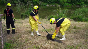 Hasiči zachraňovali různé druhy zvířat