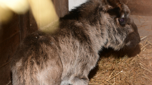 V olomoucké zoo se narodilo první letošní mládě