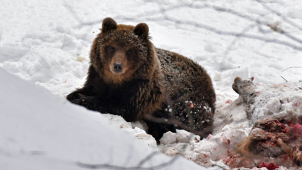 V Beskydech je medvěd. Lesníci jej chtějí přemístit, ale někam zmizel. Dejte pozor i v Jeseníkách!