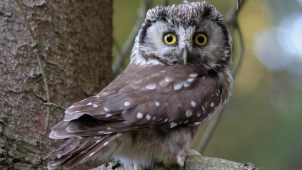 V Jeseníkách objevili vzácného puštíka