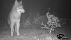 V Rychlebech našli čtyři mrtvé vlky, zřejmě je někdo otrávil