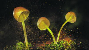 Houbařská sezóna zasáhne Pevnost poznání v Olomouci