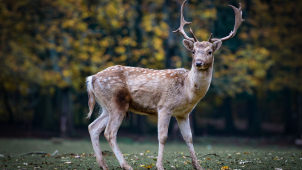 Do čtyř včerejších nehod v kraji byla zapletená zvěř