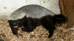 V olomoucké zoo se narodil medojed. Podívejte se na něj
