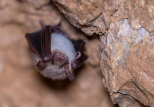 Na Olomoucku startují jarní prohlídky jeskyní