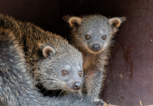 Bearcat čili medvědokočka má další mládě