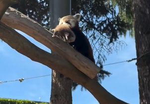 Pandám v Zoo Olomouc se narodila mláďata