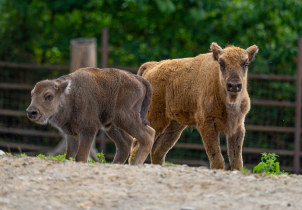 V zoo mají dvě mláďata zubrů! Nový výběh je přiblíží lidem