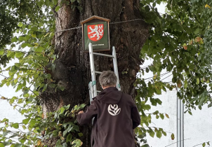 Olomouc označila památné stromy