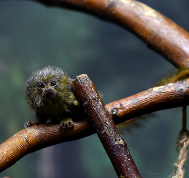 V olomoucké zoo se narodilo mládě nejmenší opice na světě