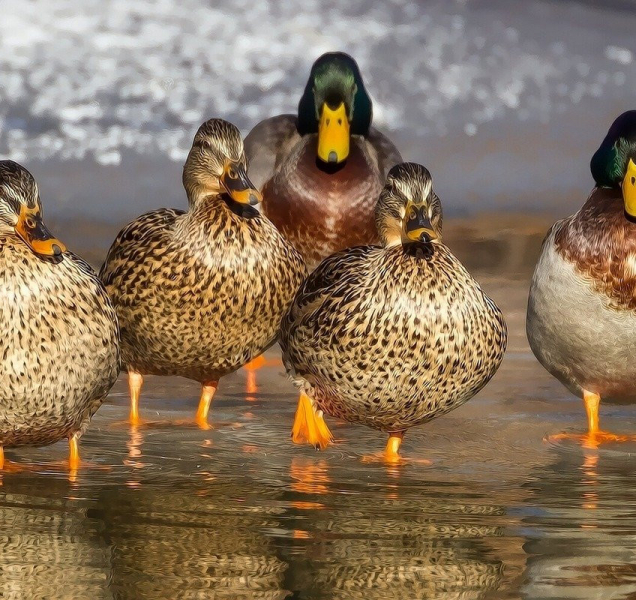 Kachna, netopýr i muflon. Co všechno chytali loni strážníci?