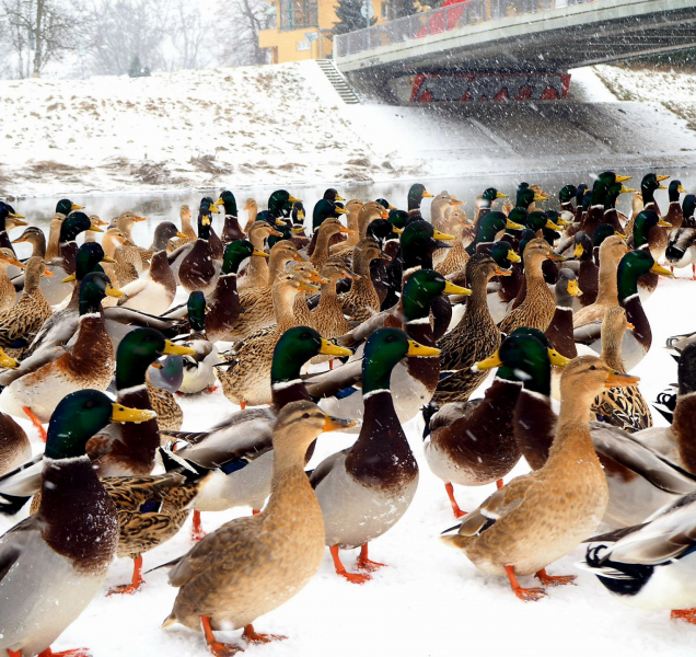 Vodní ptáci zamířili do městských hnízdišť za potravou
