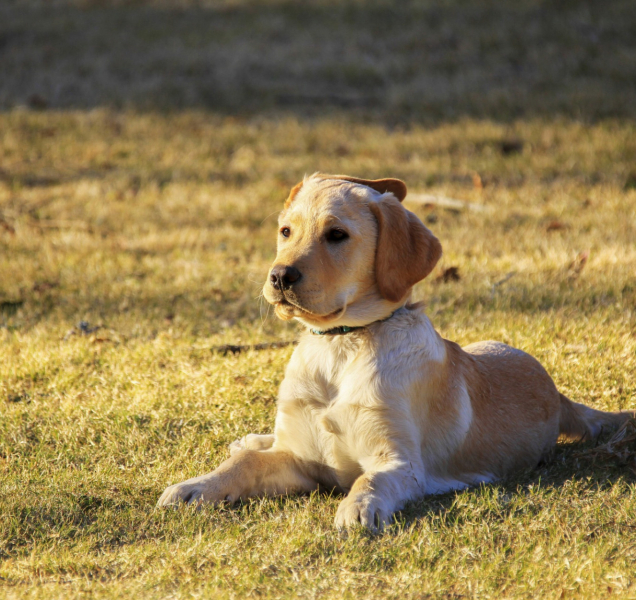 Vyhláška, která upravuje pohyb psů, platí už půl roku