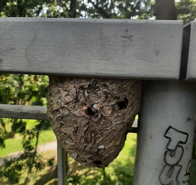 Strážníci odstraňovali vosí hnízdo z lávky mezi parky