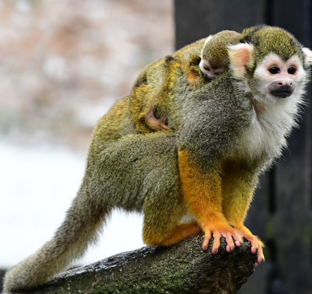 Olomoucká zoo se pyšní prvním přírůstkem, je to mládě kotula