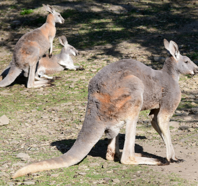 Skupina klokanů nejpočetnější v republice