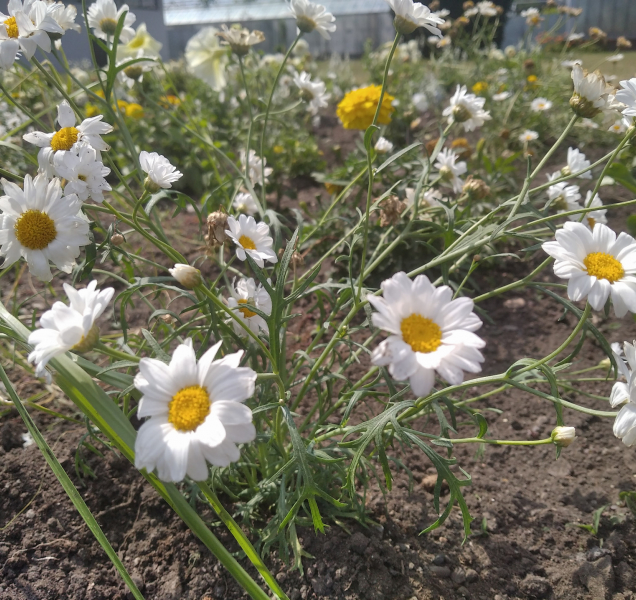 Flora vrací na část hlavní aleje ornamentální záhony