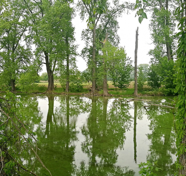 Řeka na dosah, z komárů nikdo strach mít nemusí, říká Petr Loyka