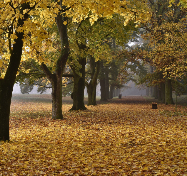 Alej roku můžete vybrat i vy