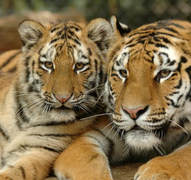 Krmení v zoo: někomu sena, jiný exotické ovoce či mořské plody