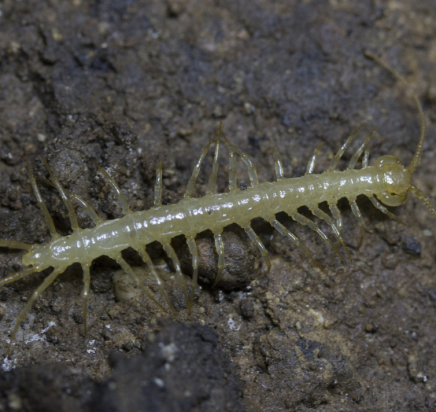 Vědci zjistili, že  se některé stonožky potápí za potravou