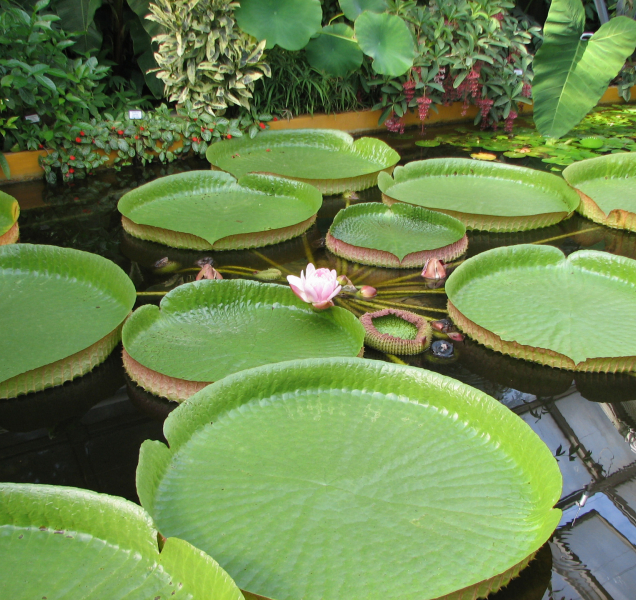 Královna vodních rostlin v tropickém skleníku opět vykvetla