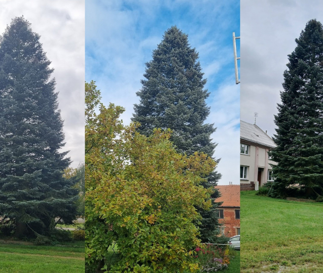 Vánoční strom pro Olomouc dorazí v neděli ráno