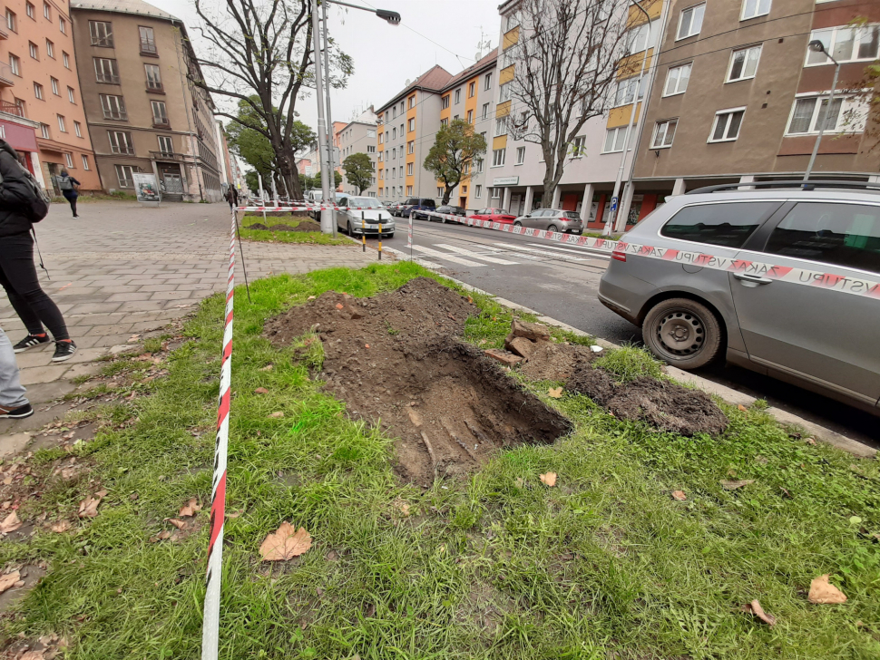 Výsadbu stromů na Masarykově třídě komplikují nezakreslené sítě