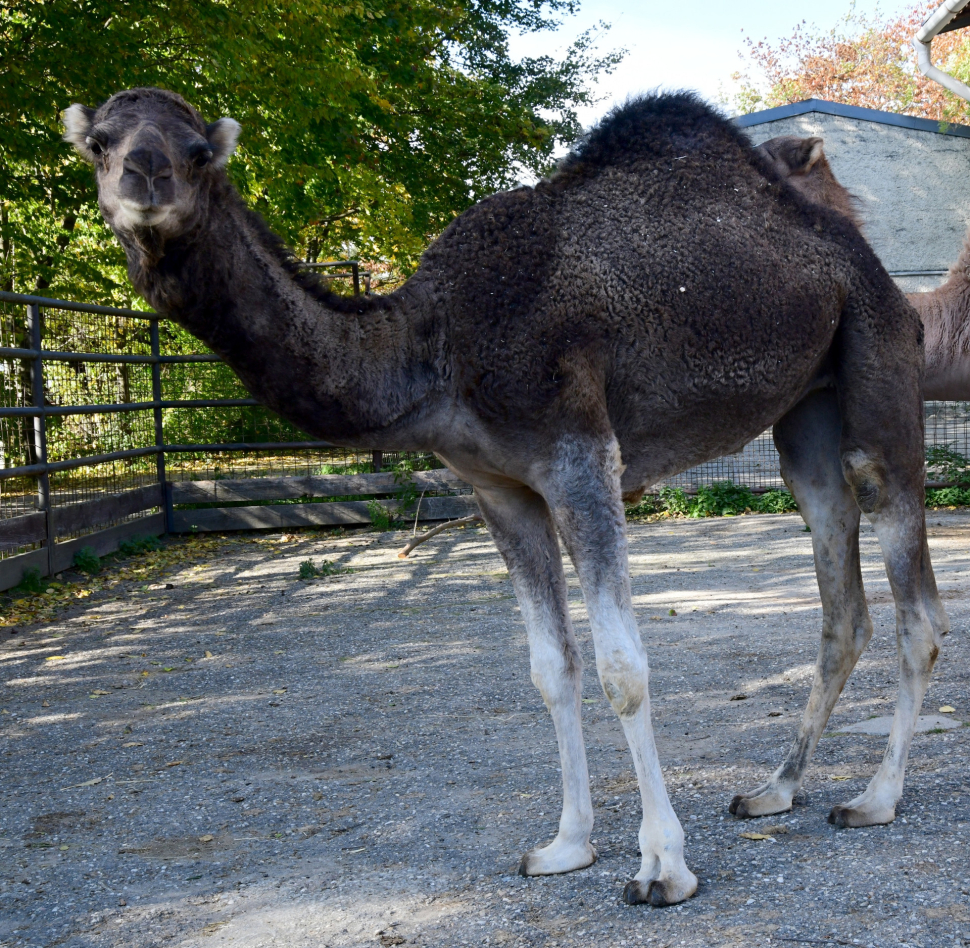 Do zoo na Svatém Kopečku dorazili jednohrbí velbloudi