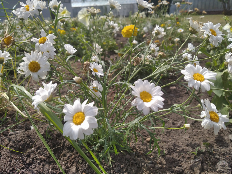 Flora vrací na část hlavní aleje ornamentální záhony