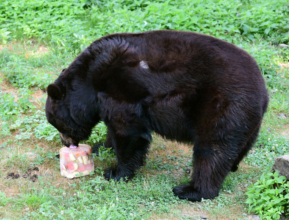 Jak se chladí zvířata v zoo? Sprchy, bazény, ledové míče