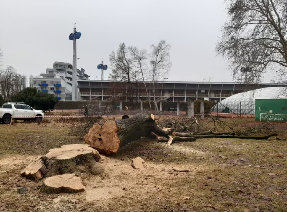 Obnova ASO parku v Olomouci začala úpravou zeleně