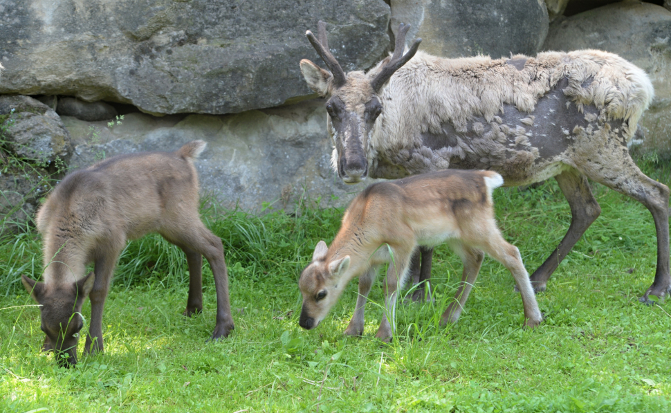 V olomoucké ZOO se narodili čtyři sobi